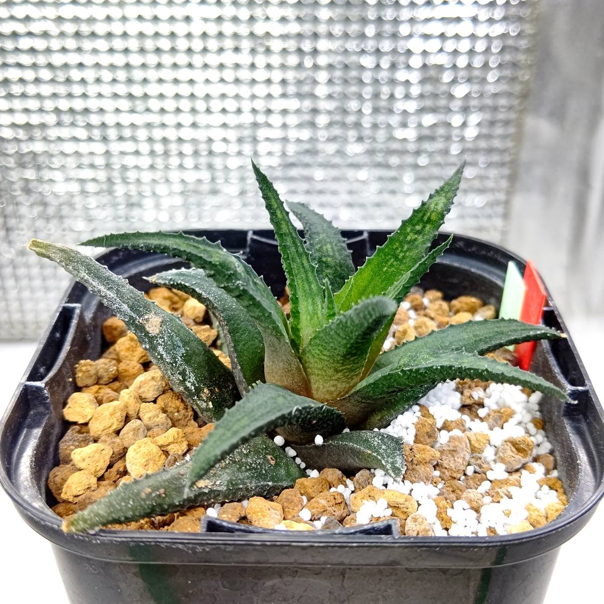 ハオルチオプシス　ウーレイ　GM079 Sandpoort W of Spri… ◇多肉植物◇ ハオルチア woolleyi GM079 Sandpoort， W of