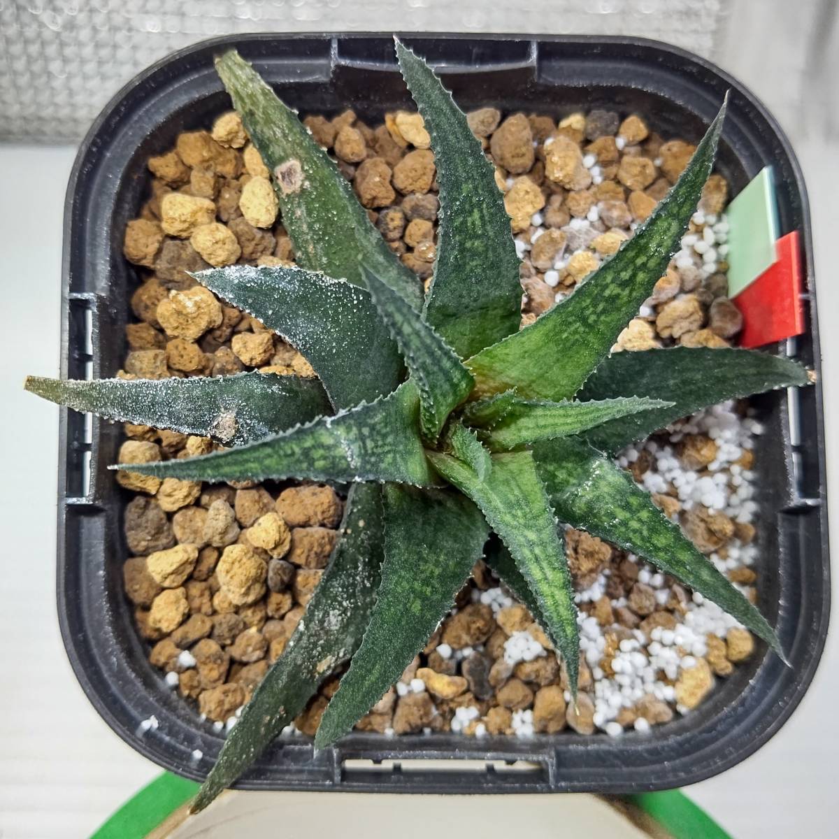 ◇多肉植物◇ ハオルチア woolleyi GM079 Sandpoort， W of