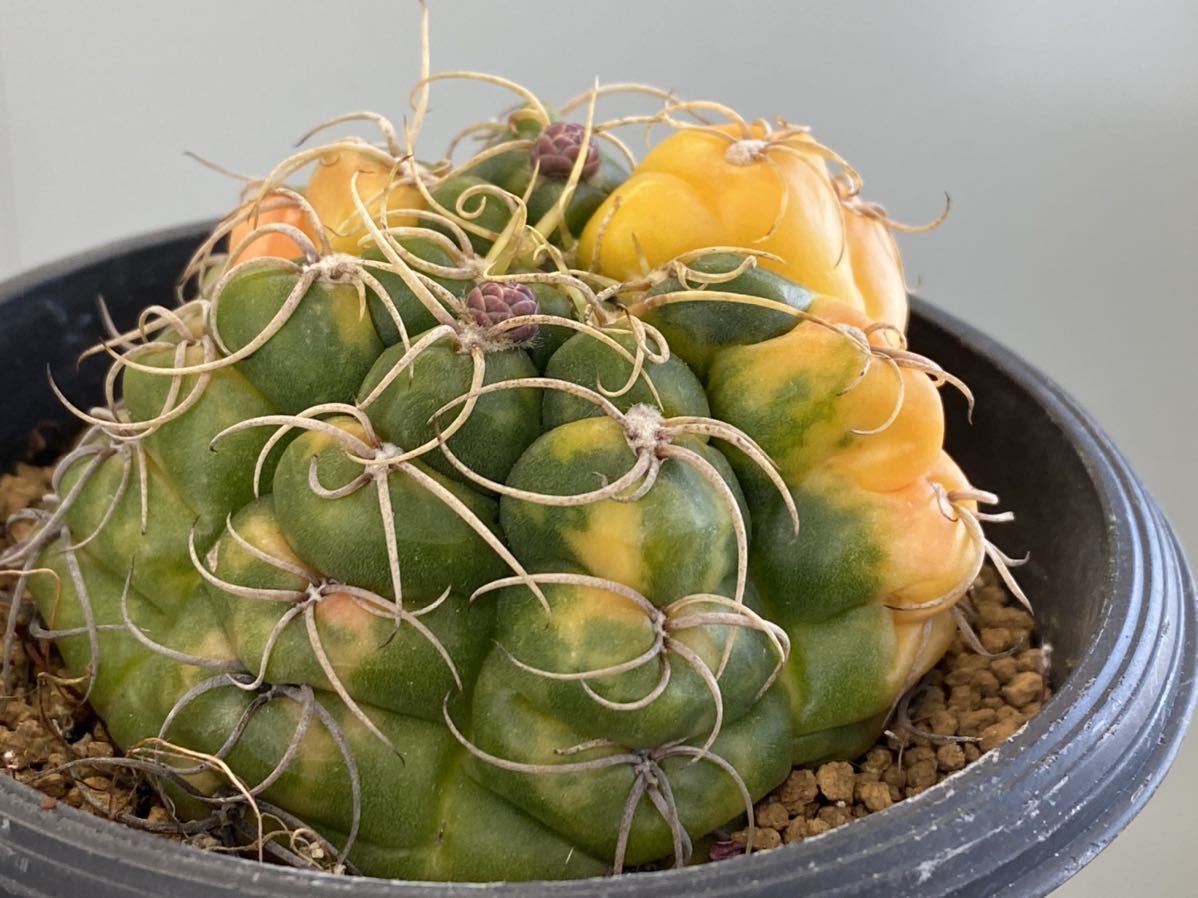 CO★501 蛇竜丸錦 ギムノカリキウム★ サボテン 多肉植物
