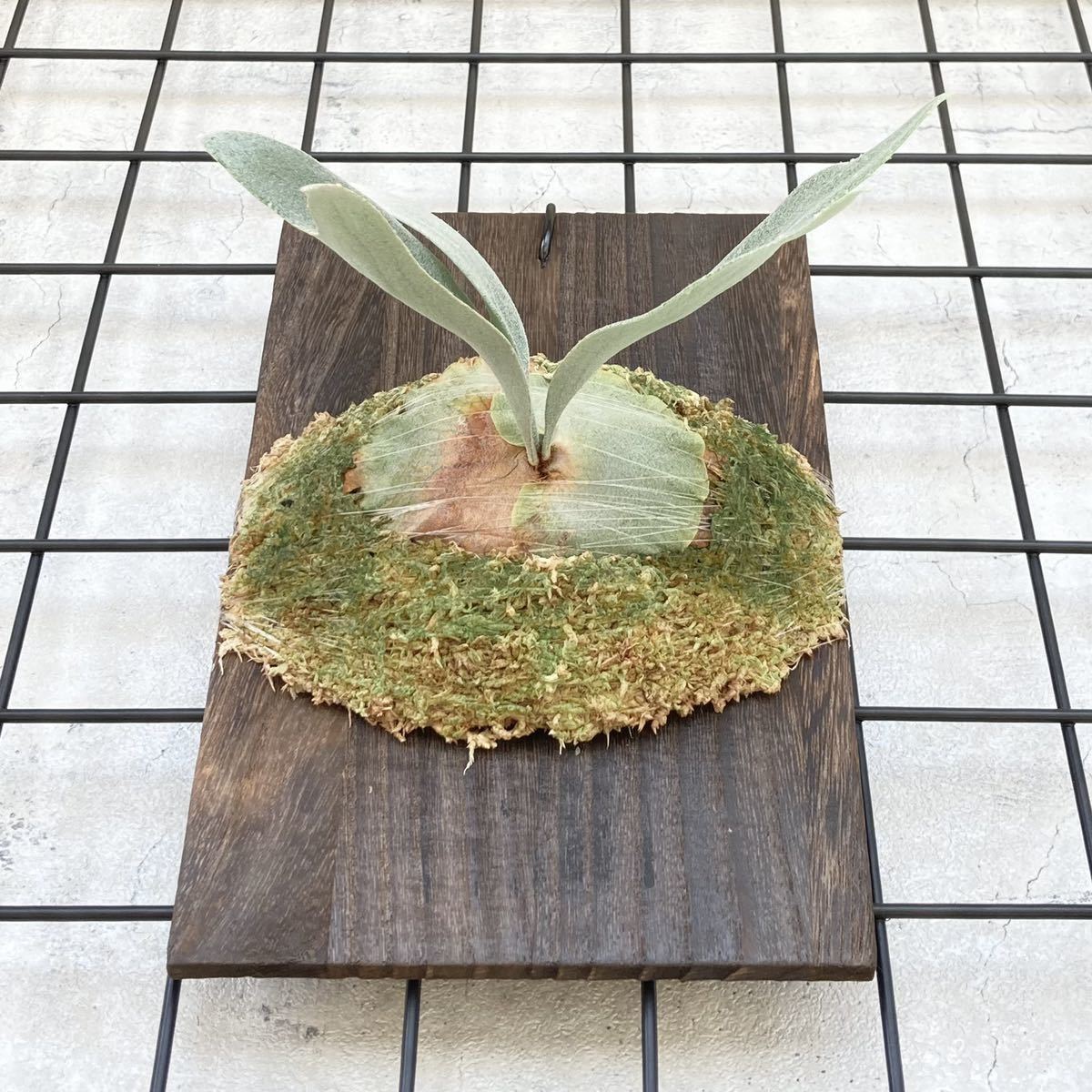 P.E-1 (bifur sp.white) 白ビフ 子株 ビカクシダ OC p.bifurcatum 'E-1