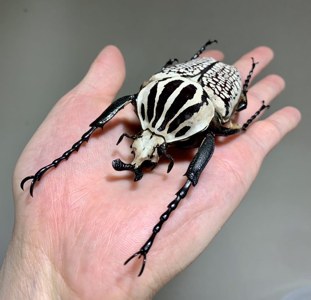 コンゴ産ゴライアスオリエンタリス Goliathus orientalis オス一頭