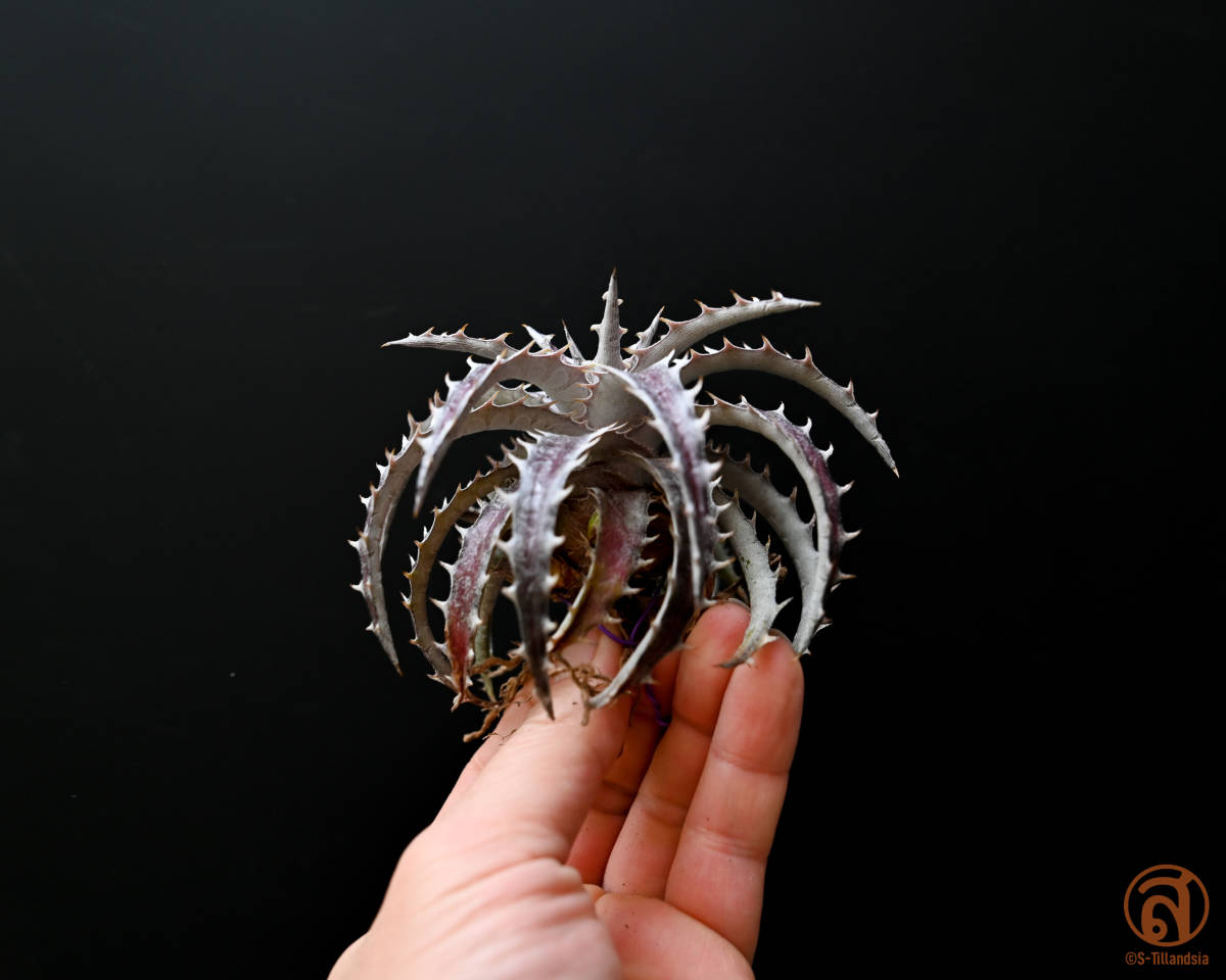 S-Dyckia -ディッキア-4+Fosteriana x Goehringii red clone