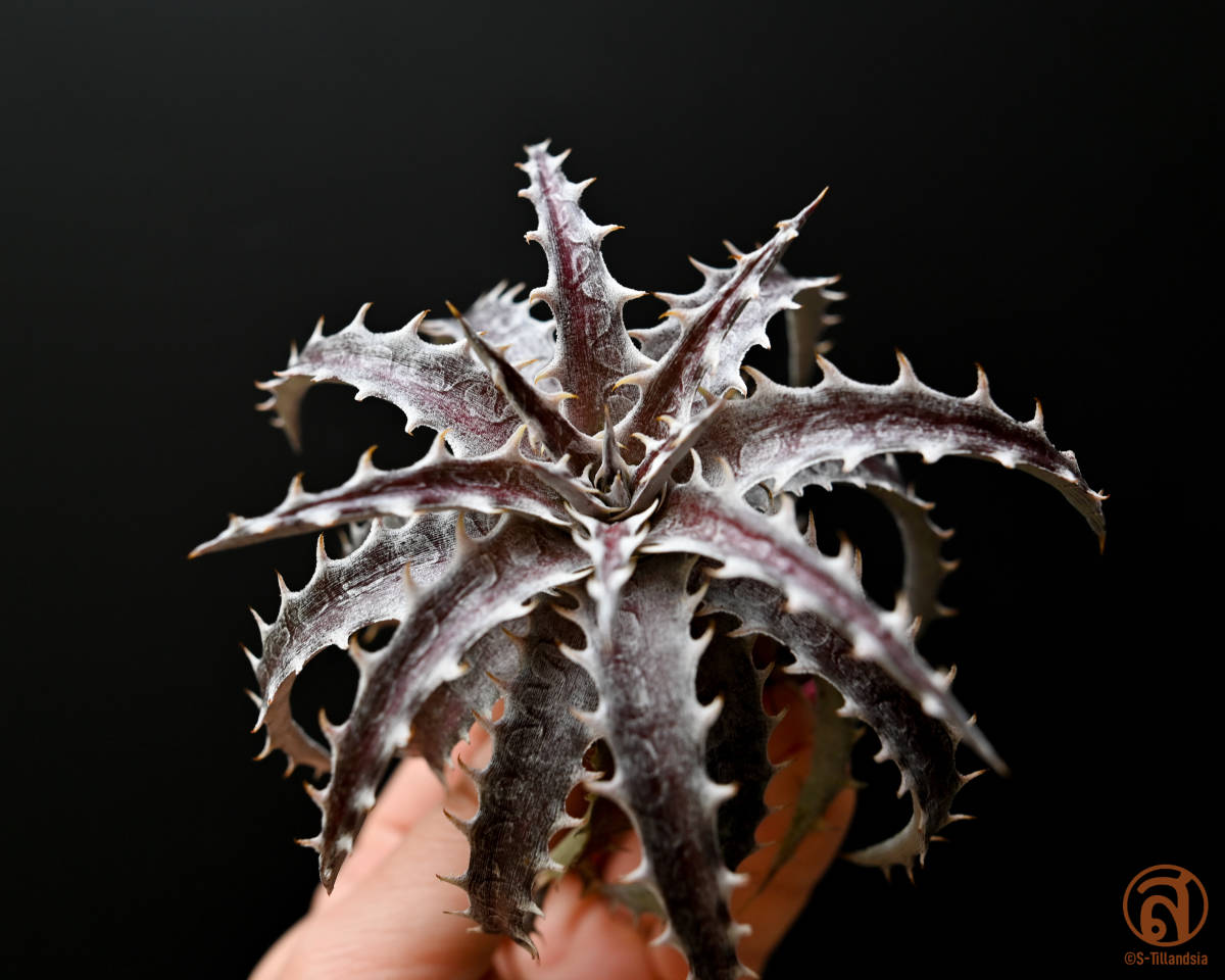 S-Dyckia -ディッキア-4+Fosteriana x Goehringii red clone