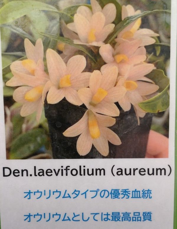 【北軽ガーデン】＊熱帯植物＊Den.laevifolium (aureum)＊洋ラン原種＊デンドロビウム＊花が優秀＊ニューギニア原産＊
