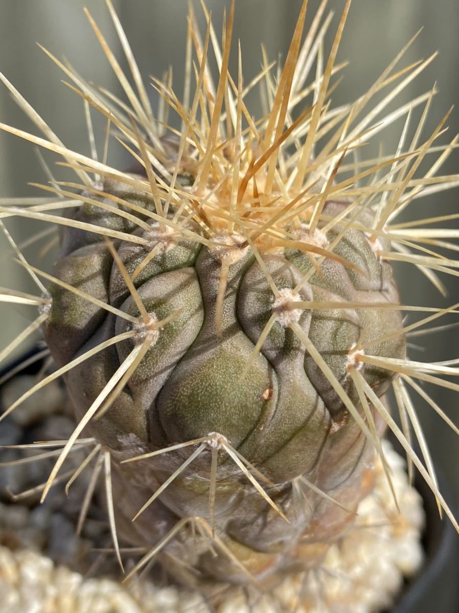 現地球 Copiapoa　コピアポア 逆鱗丸　ギガンティア　自根 コピアポア 逆鱗丸 現地球のカキ仔☆サボテン・多肉植物☆849
