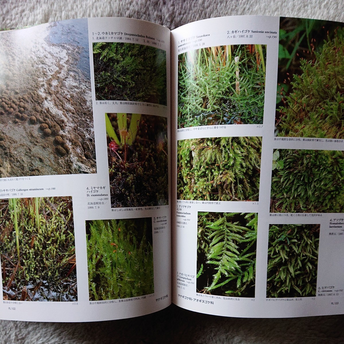 初版】平凡社「日本の野生植物/コケ」岩月善之助 生物学 本、雑誌