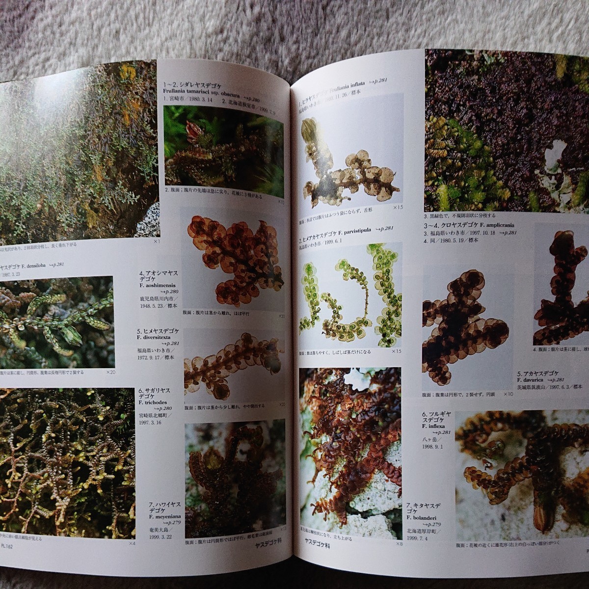 初版】平凡社「日本の野生植物/コケ」岩月善之助 生物学 本、雑誌