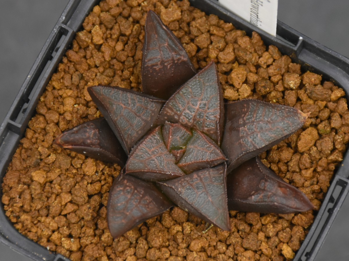 『BP』ハオルチア 赤星