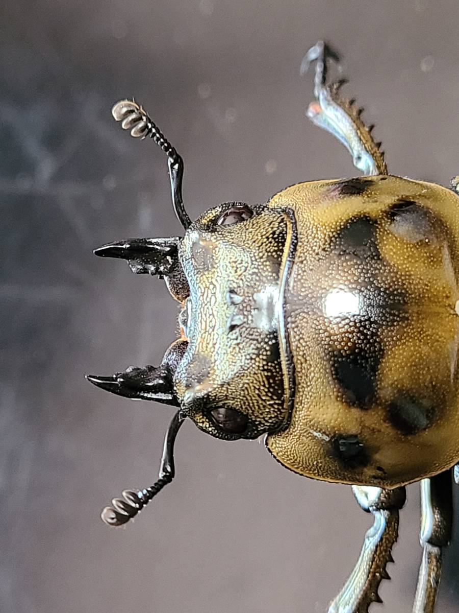 ババオウゴンオニクワガタ♂♀♀トリオ