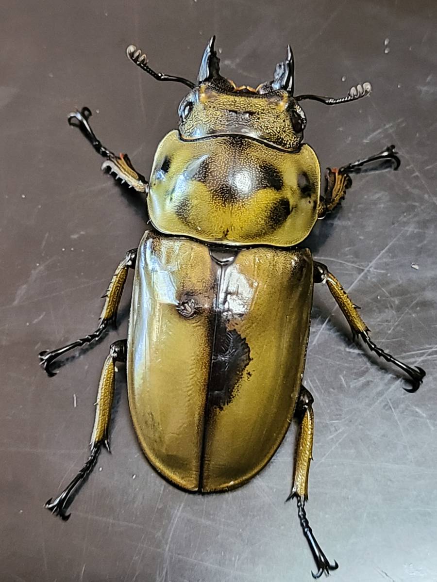 ババオウゴンオニクワガタ♂♀♀トリオ