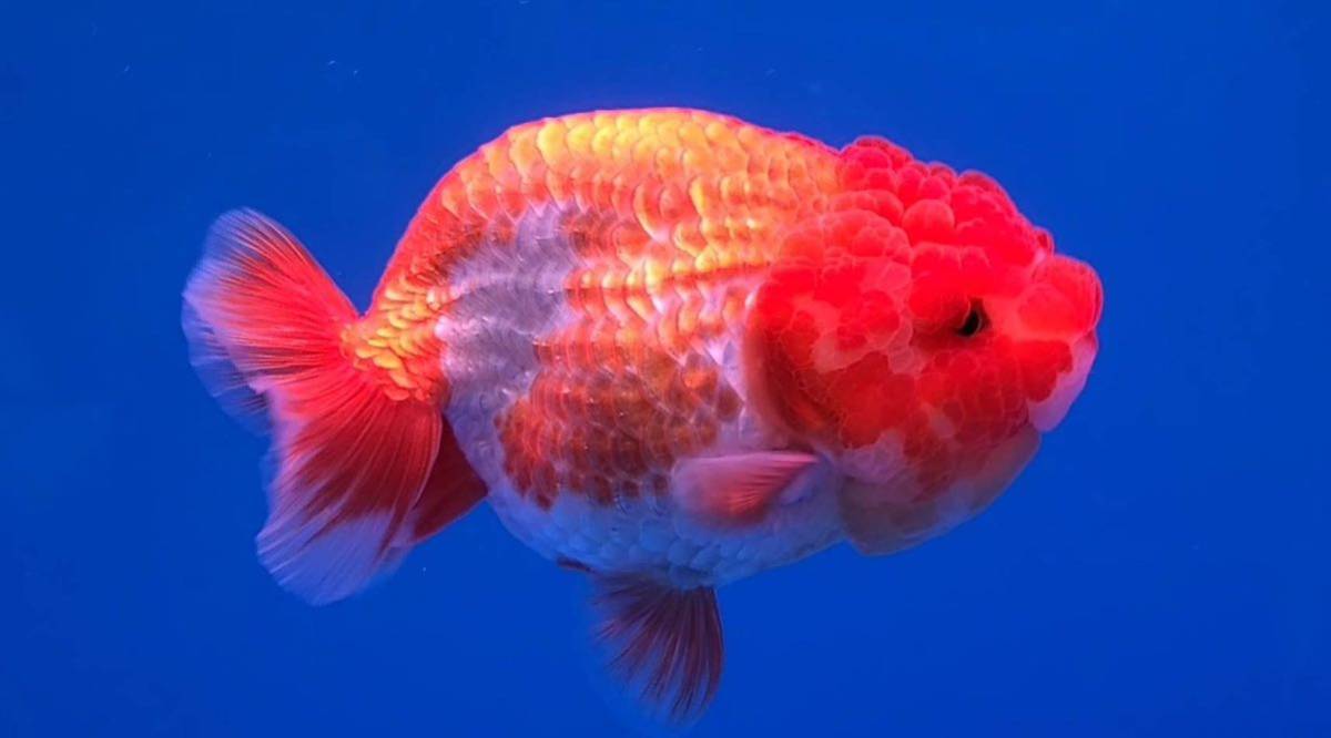 F R F 】】 引き取り限定！ トーワケミカル社製 FRP水槽 ①