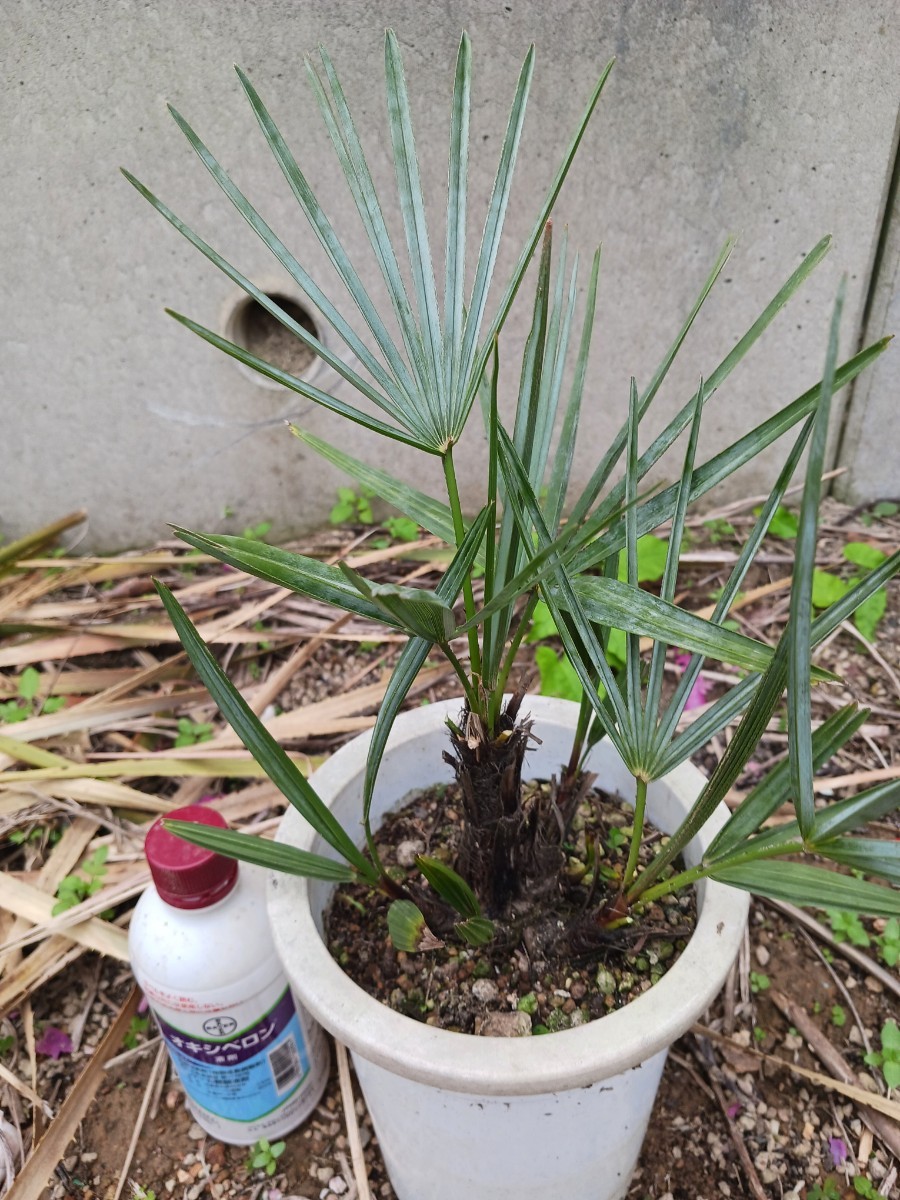 観葉植物 現品チャメロプス・フミリス・セリフェラ⁄シルバー フミリス