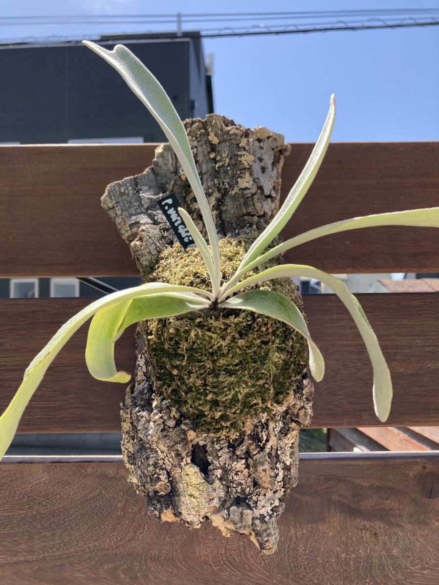 □P.veitchii auburn river AR ビカクシダ アーバンリバー 株分け