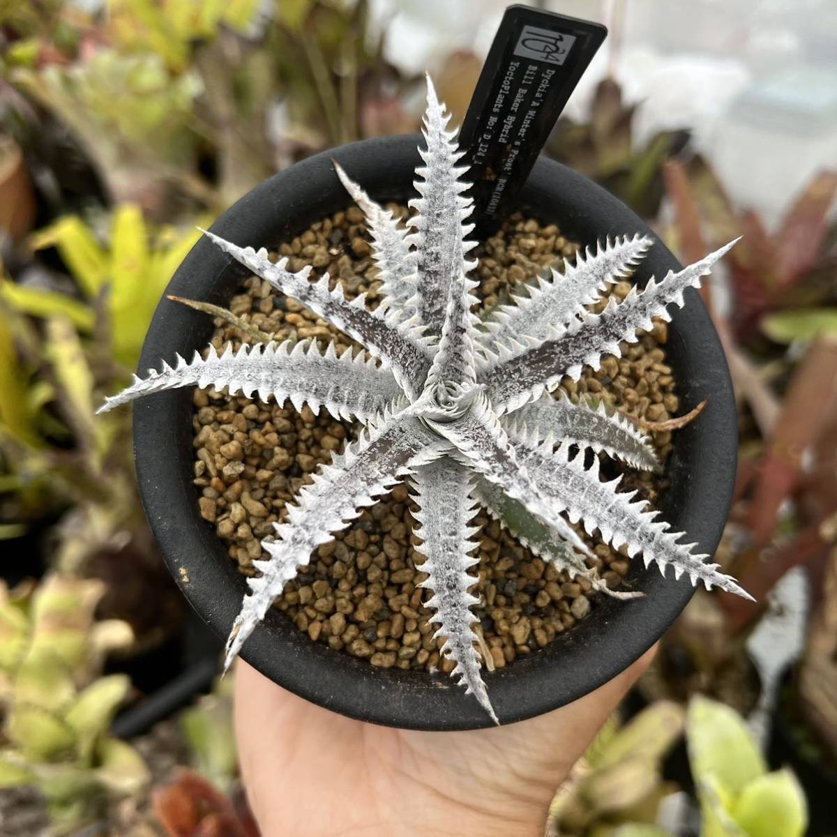 3点4両おまとめセット Dyckia 'A Winters Frost' Bromeliad Cultivar Register (10432) Bill
