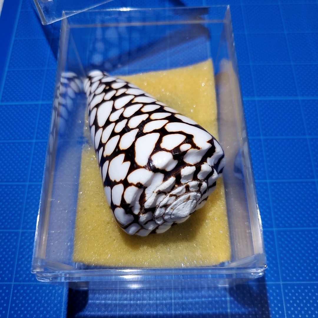 ラクダガイ 大 蓋付き 貝殻 標本 大型標本 - Kaiショップ