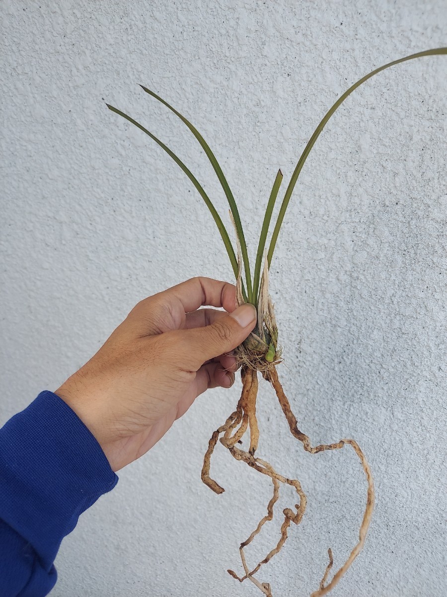 薩摩寒蘭 南妙(南原白妙) 芽出し品