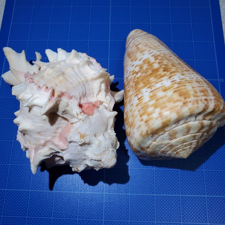 Y-0510 朱岩石法螺 大王芋 希少 貝 貝殻 石 標本 自然 コレクション