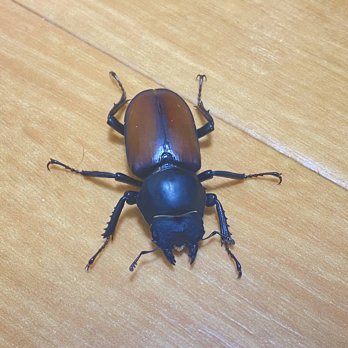 4/28 新着WILD 中国便 Tibet 稀有品 ドルクスマクレイ ♀【最後の在庫】