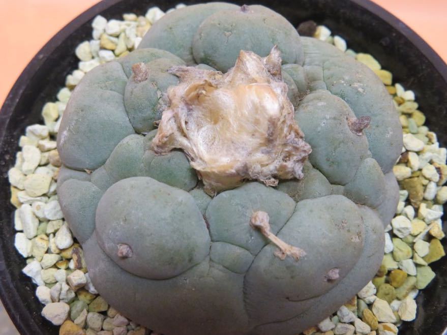 48 ロホホラ 疣銀冠 特良タイプ サボテン 多肉植物 【公式通販】