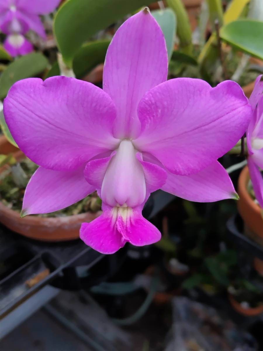 洋蘭 原種 カトレア C.walkeriana 'Mana Ley Angel' (OG) walkeriana