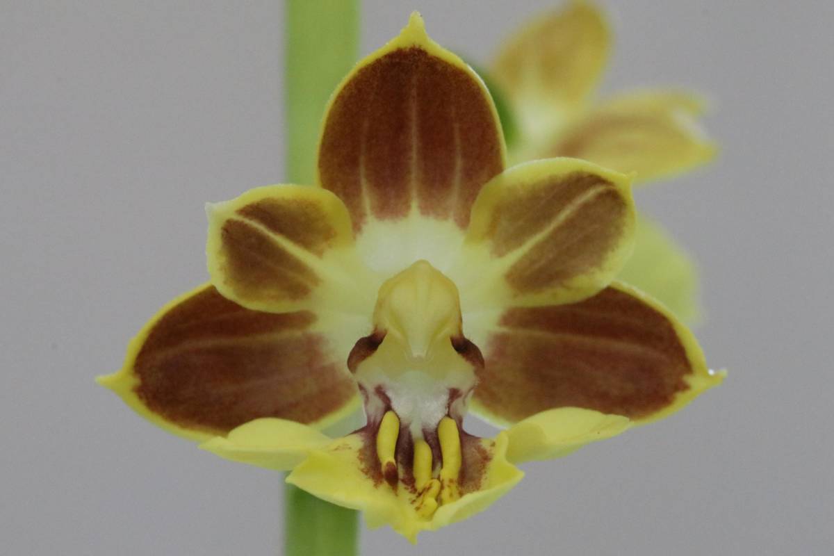 ☆交配えびね　「皐月兜」3-64-E★エビネ・山野草