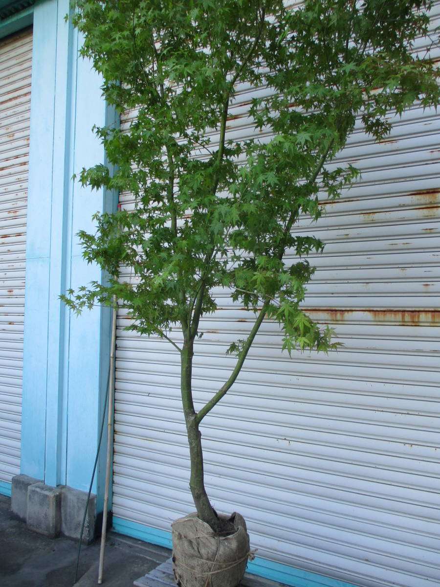 美しい樹形が魅力的 山採り ハイノキ 株立 712 樹高1.8m位 高級樹