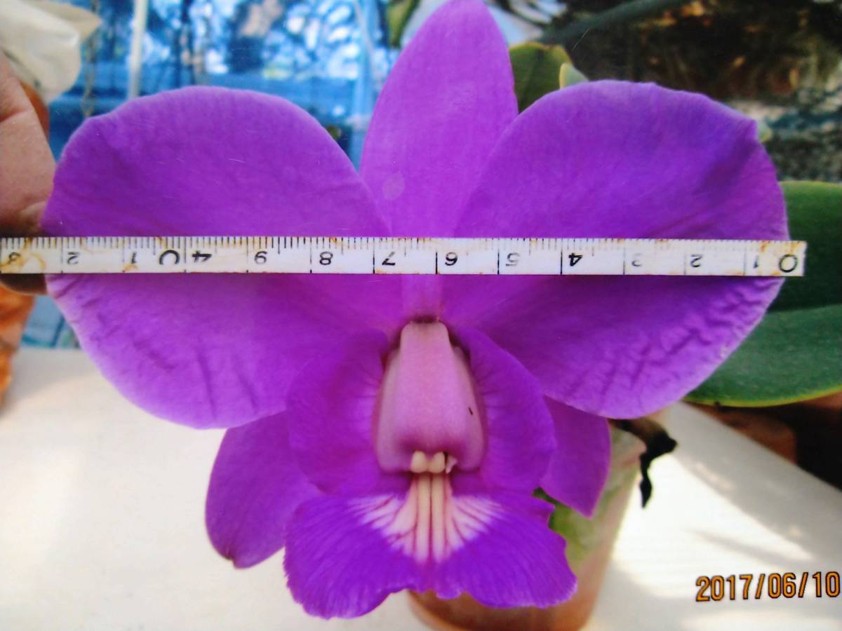 6洋蘭カトレア原種 c.nobilior tipo 濃色花です 【公式通販】