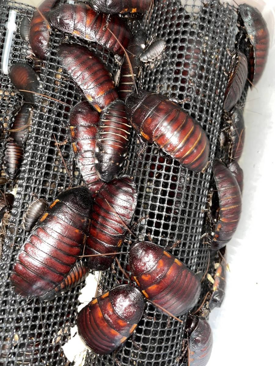 マダガスカルゴキブリ オブロンゴナタ 幼体10匹＋α 奇虫 昆虫 蟲(虫類