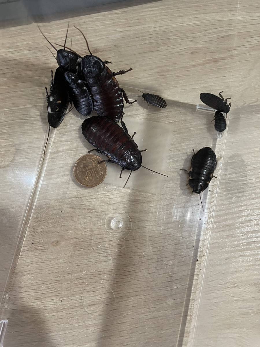 マダガスカルゴキブリ オブロンゴナタ 幼体10匹＋α 奇虫 昆虫 蟲(虫類