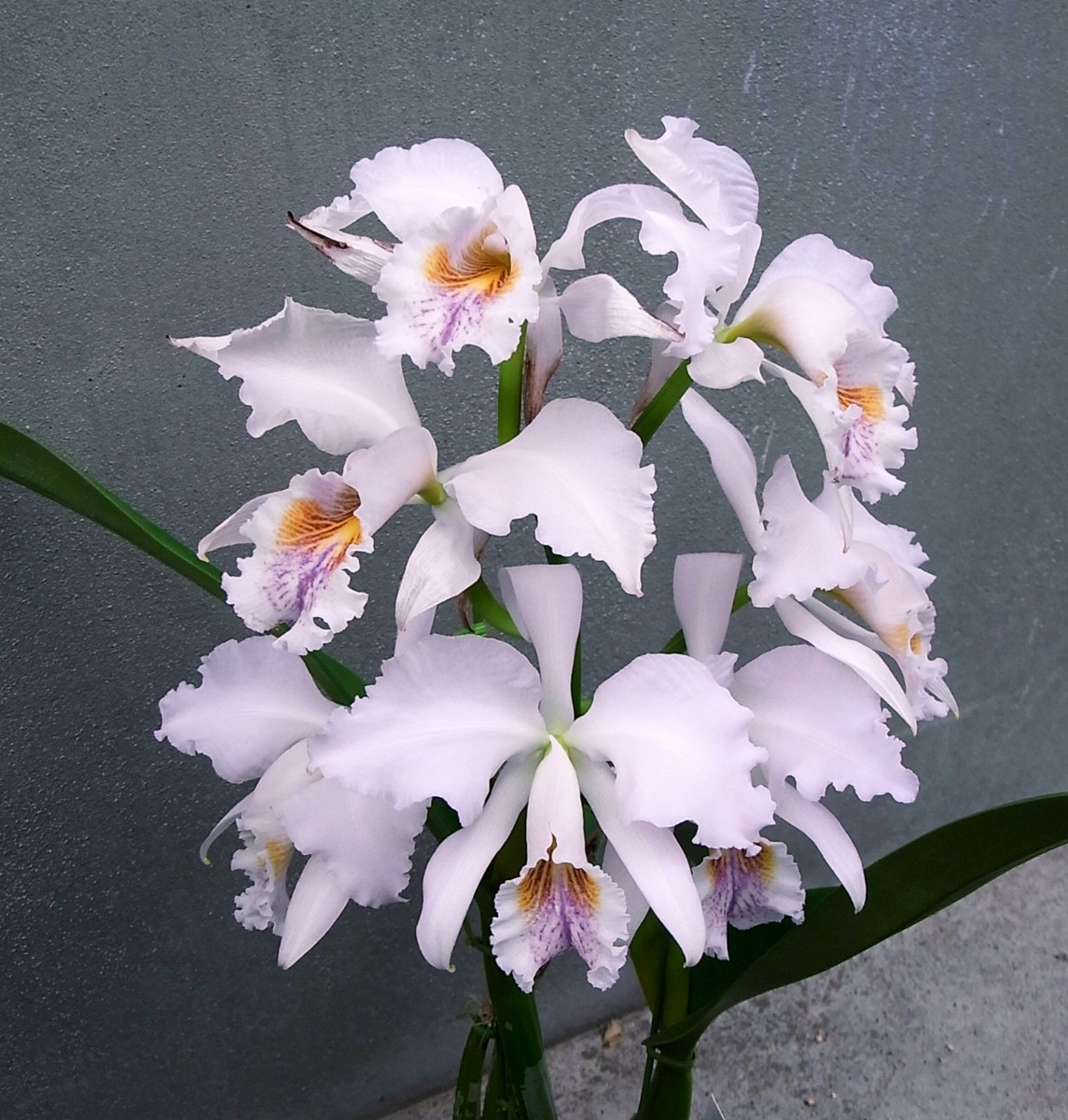 洋蘭 原種 カトレア C.mossiae f.concolor \'Amandio\' mossiae カトレア 洋蘭原種カトレヤC アウトレットのクーポン ◇◇ concolor(3.0)