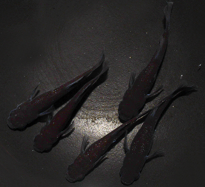 ◇丸玄◇　ブラックダイヤ光体型　雌５匹（掛け合わせに）　　B６　◇