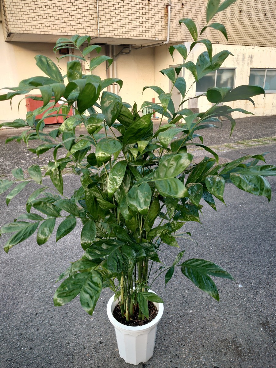 チャメヤシ寒さ暗いところに最適