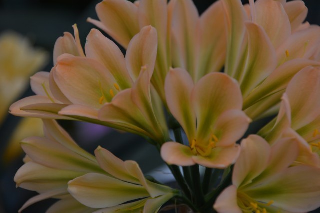 116　限定品　トキグリーン　野風　6枚葉　５号