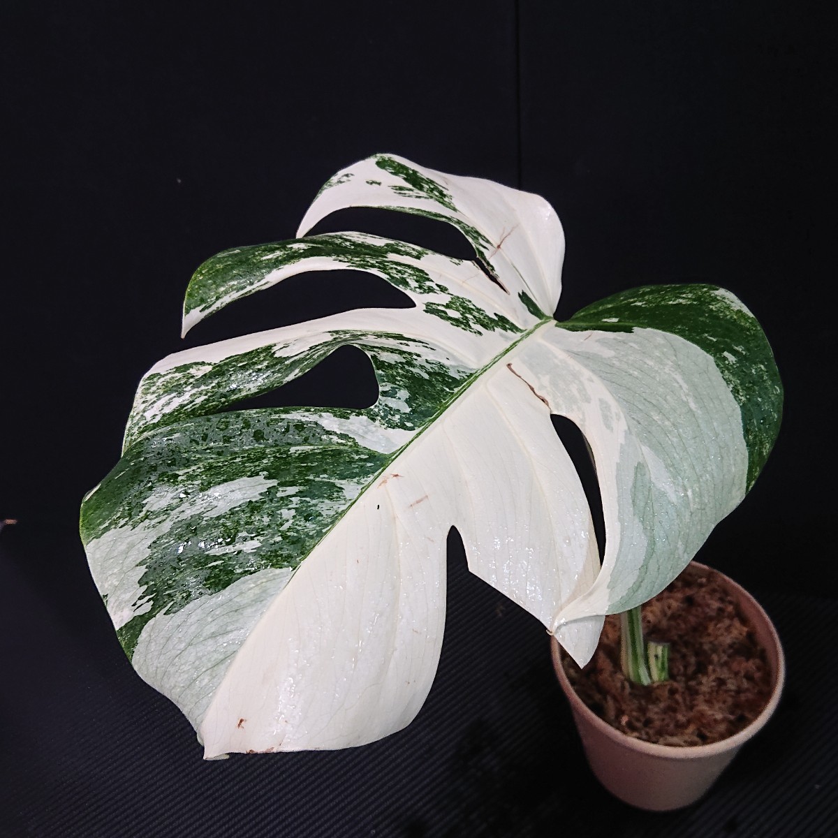 monstera deliciosa white snowモンステラ タイコンステレーション