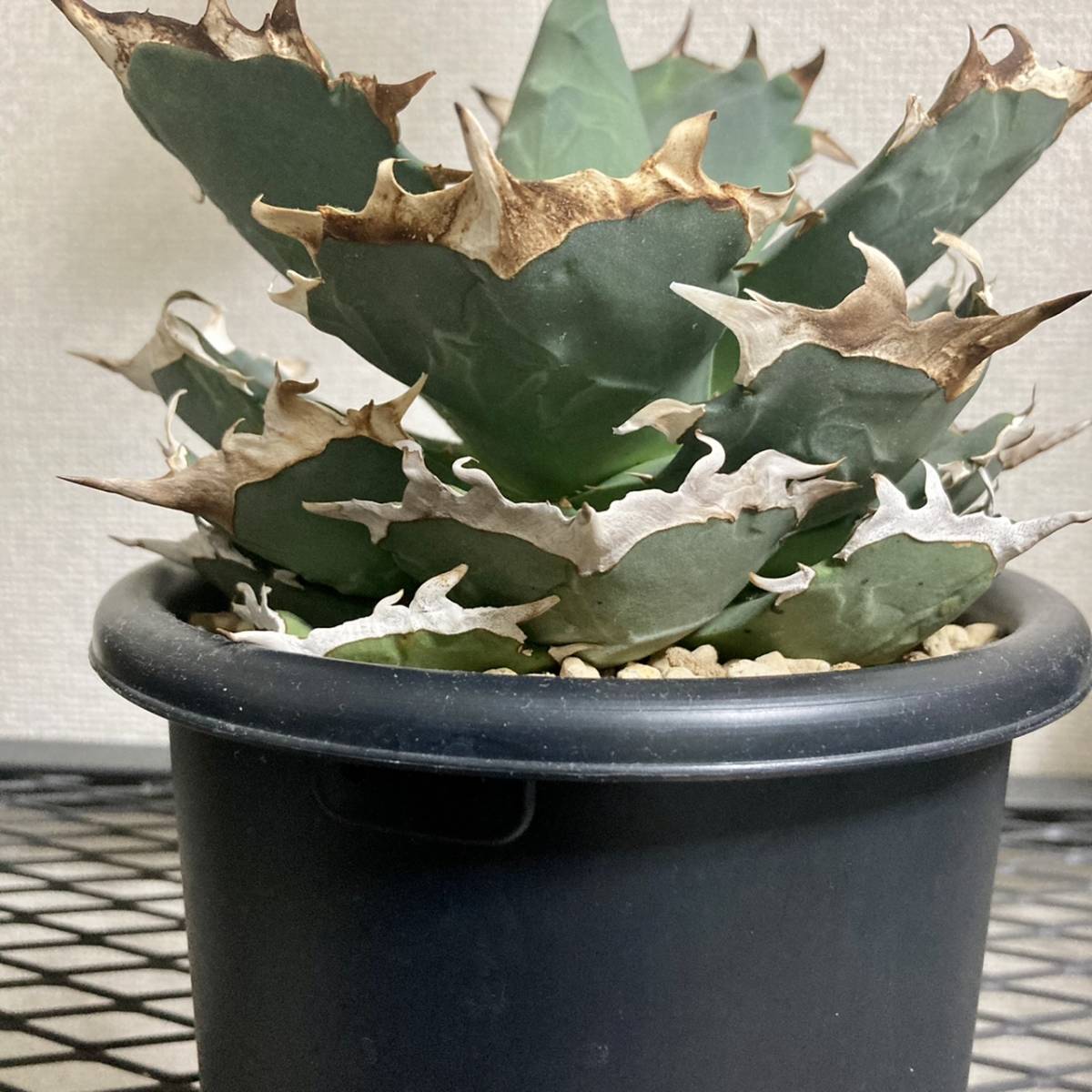 台湾産希少高級株 Agave titanota 蟹 大株 5号鉢 発根済 