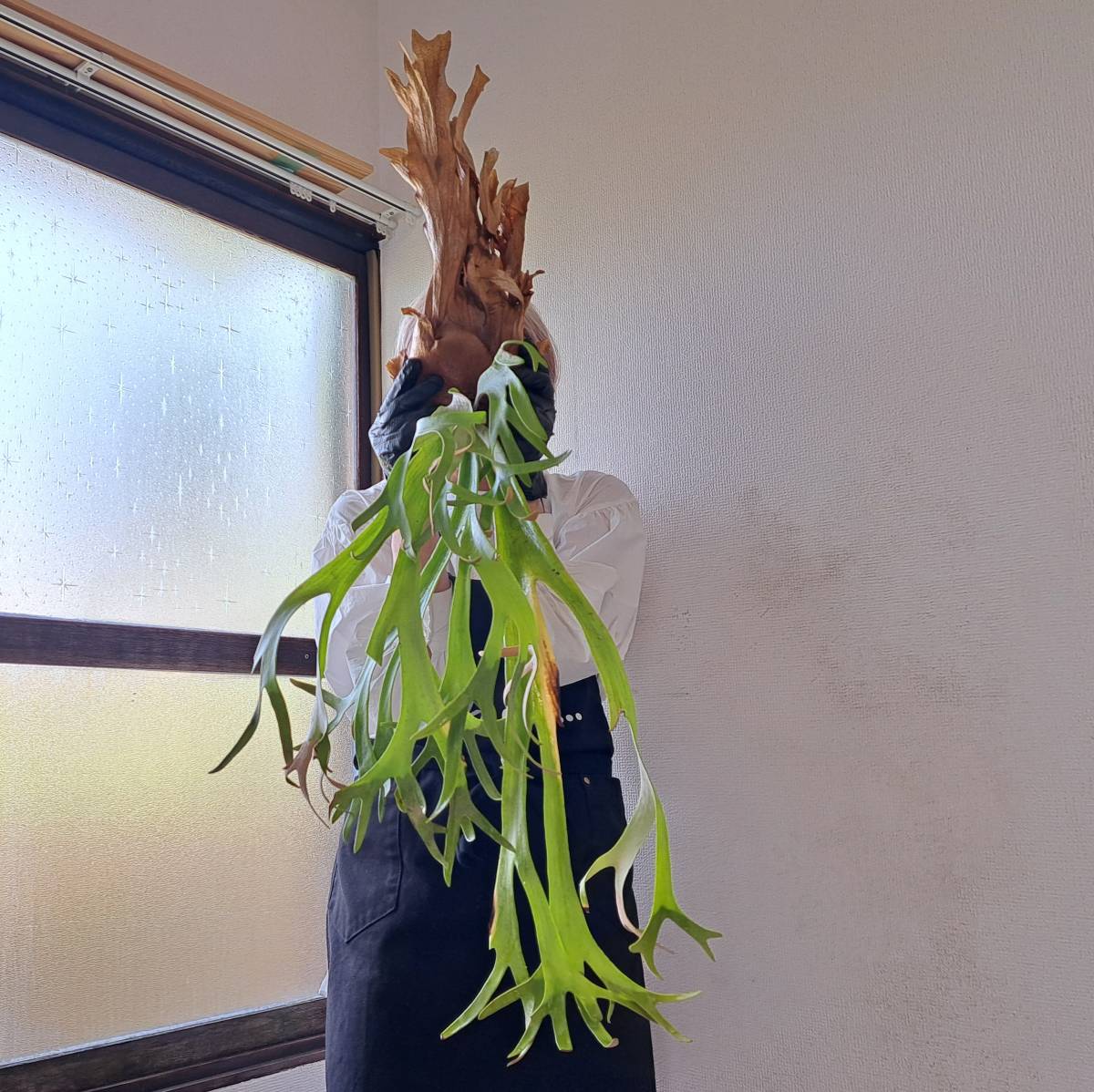 ☆1円スタート☆119 ビカクシダ 植物☆Platycerium willinckii 'Finger Dancer'(プラティケリウム ウィリンキー)Java/麋角羊歯