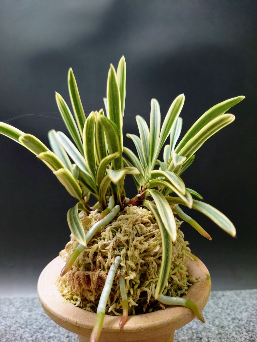 風蘭 富貴蘭【西出都株立て】セッコク 長生蘭(鉢植え)｜売買された
