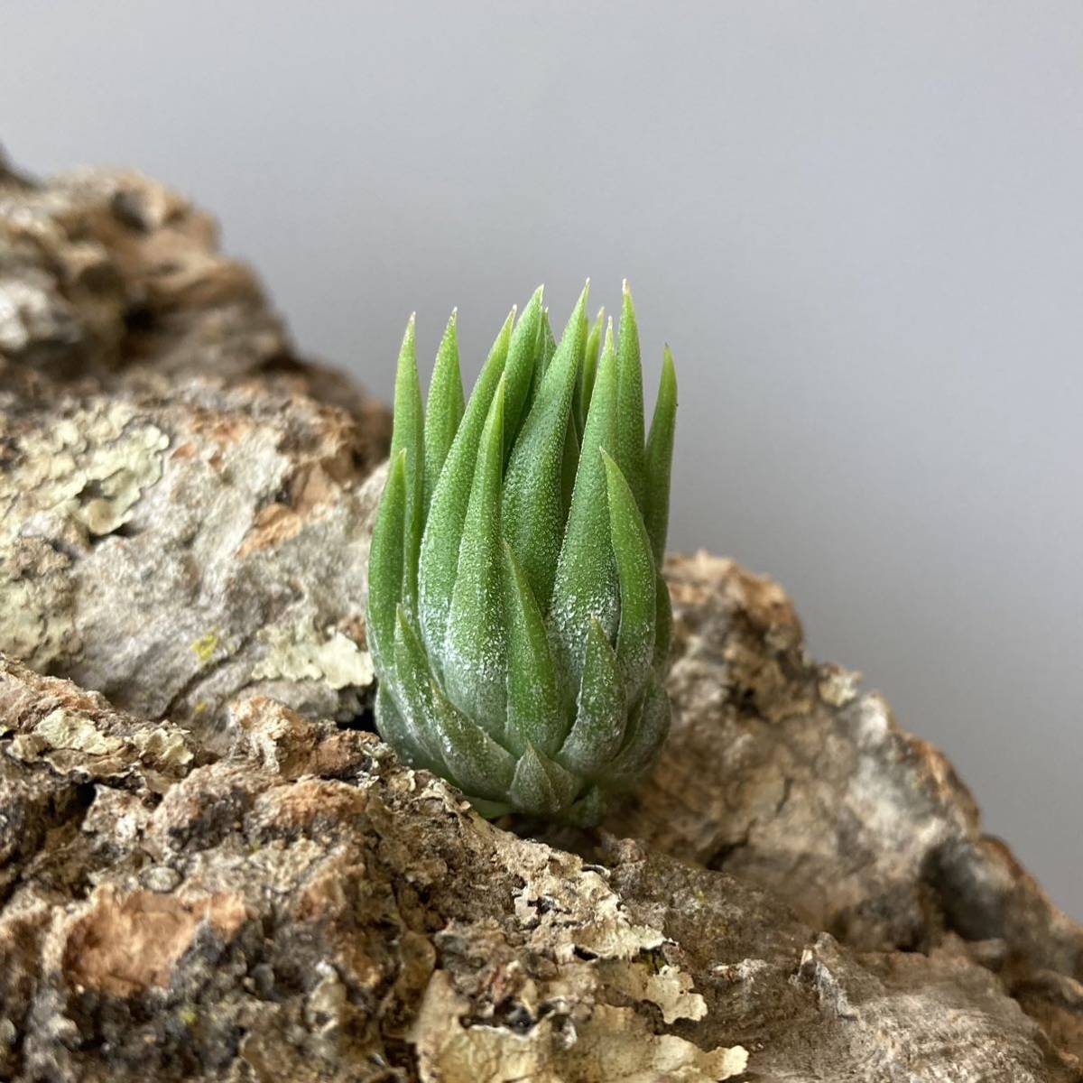 Tillandsia ionantha 'Special Selection ' Nizanda ティランジア