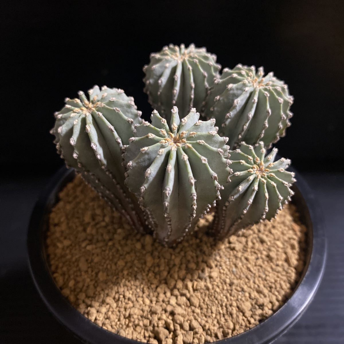 メキシカーナ群生 実生 ゲオヒントニア サボテン 多肉植物 つつましく