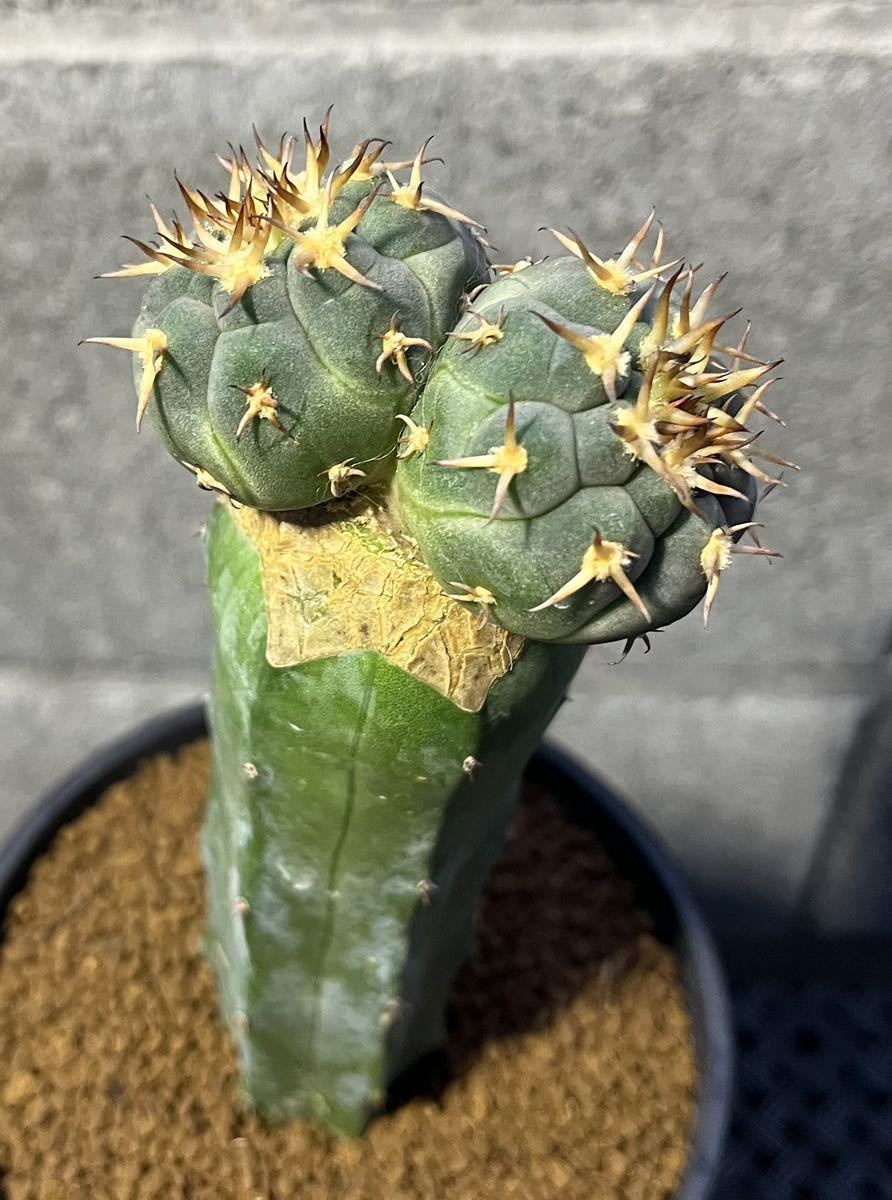 短刺天平丸 二頭 実生接木 サボテン Gymnocalycium spegazzinii