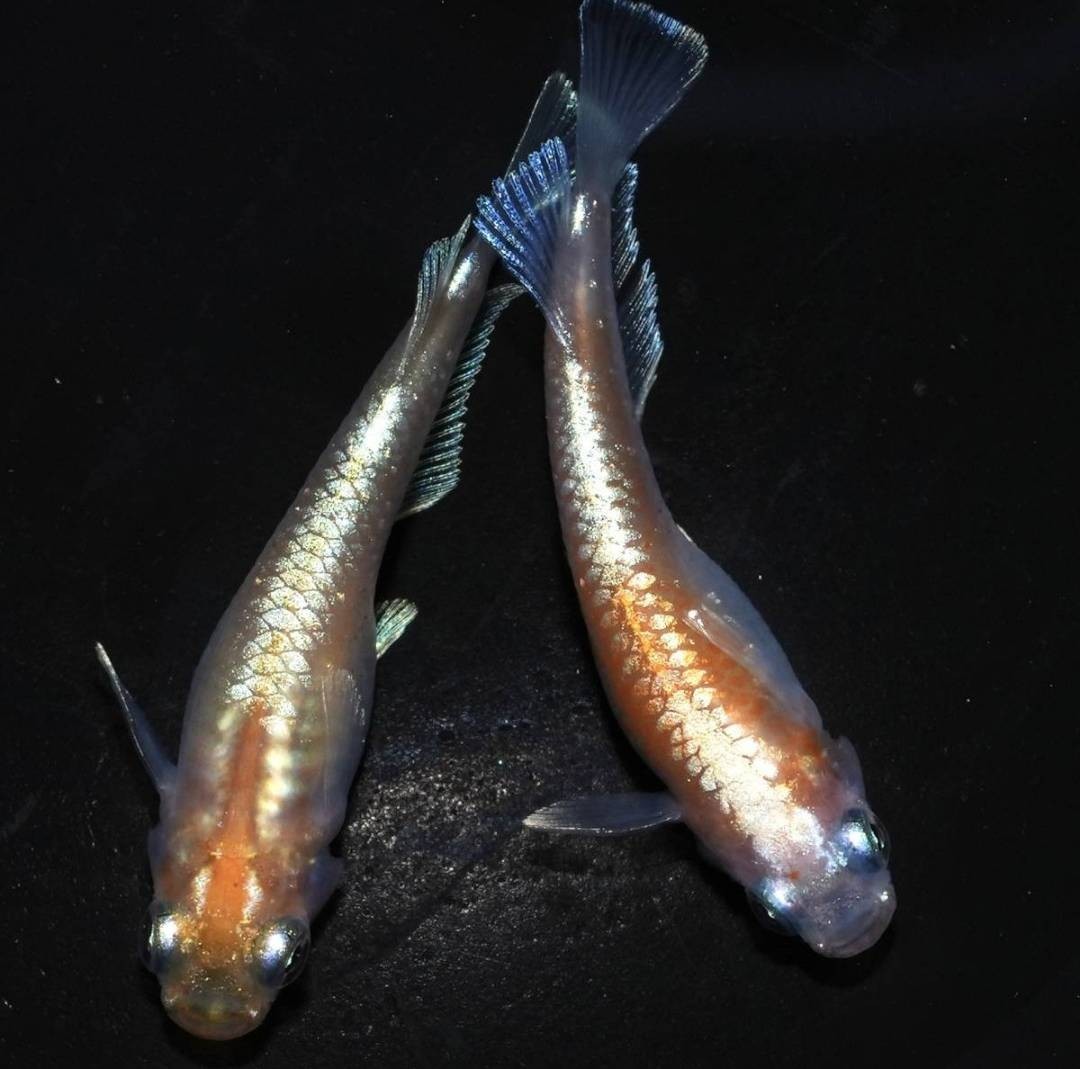 ブロンズ紅白キッシングワイドフィン 稚魚10匹 紀州メダカ(めだか 