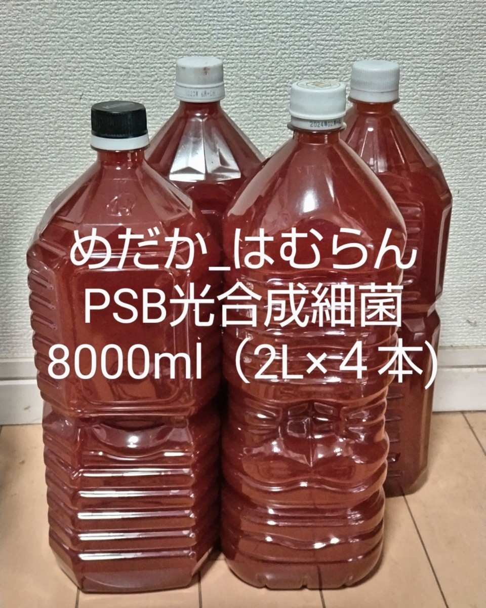 【8000ml】光合成細菌PSB（自家培養）【めだか_はむらん】メダカ　金魚　ゾウリムシ ミジンコ　エサ　水質浄化　ヌマエビ　液肥　psb
