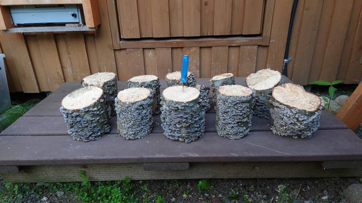 天然カワラ材・産卵木　ブナ　なまら柔め