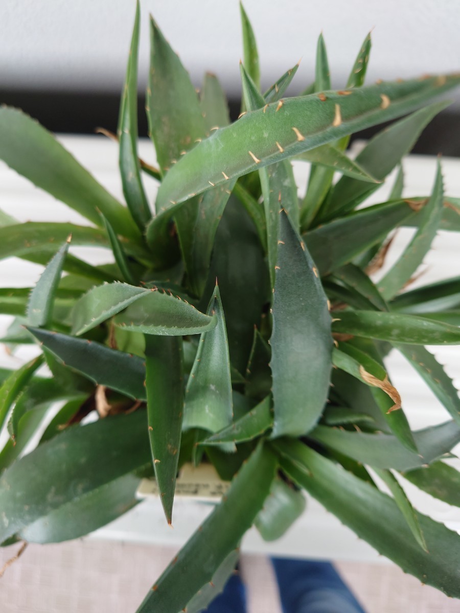 アメリカ輸入】アガベ ネオメキシカーナ agave parryi ssp. Neo
