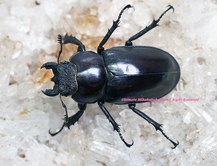 2023，6/17&18 新着WILD ☆☆☆ 総勢33種豪華ベトナム便　プラネットミヤマNo，5　♀単品