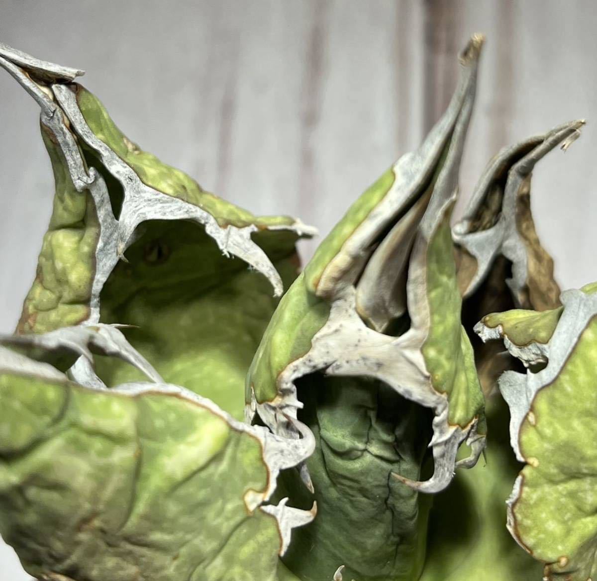 3 アガベ オアハカ オテロイ Agave Oaxaca oteroi 現地株 ベアルート