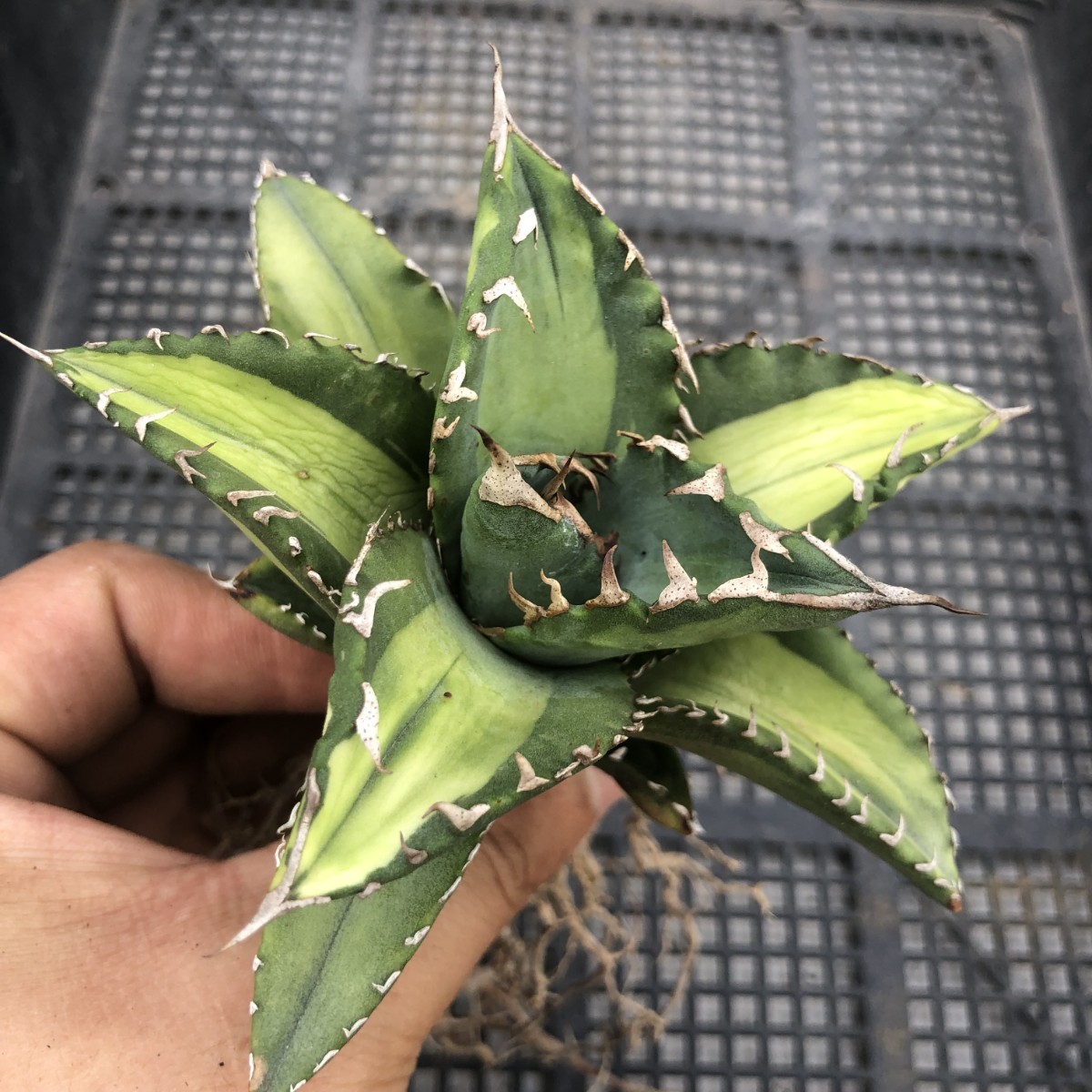 チタノタ アガベ Agave BB錦 現品！◇アガベ （しゆう）アガベ アガベ