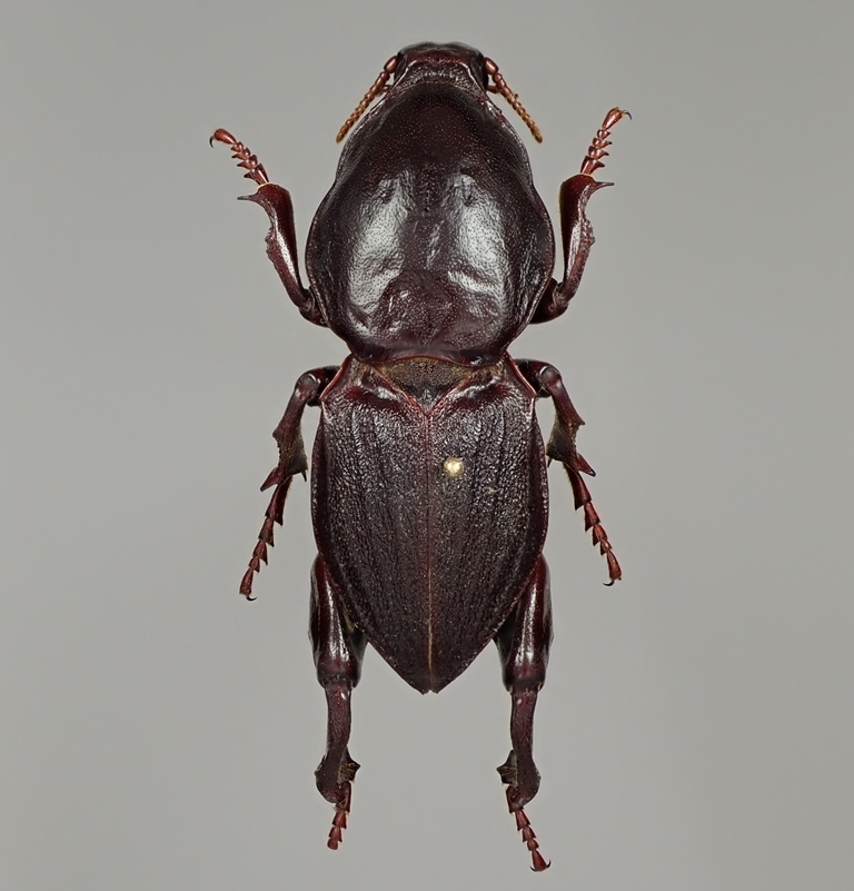 Hypocephalus ケラモドキカミキリ 大型 50mmケラモドキカミキリ 標本