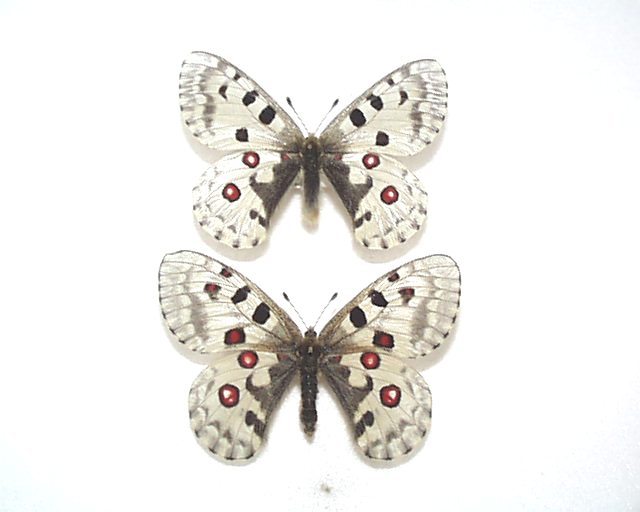 外国産蝶標本 オオアカボシウスバ A-pair ロシア 産 Yahoo