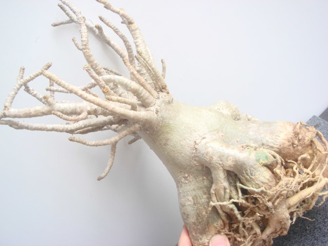 塊根植物 アデニウム，タイソコトラナム、、オクトパス、 砂漠のバラ